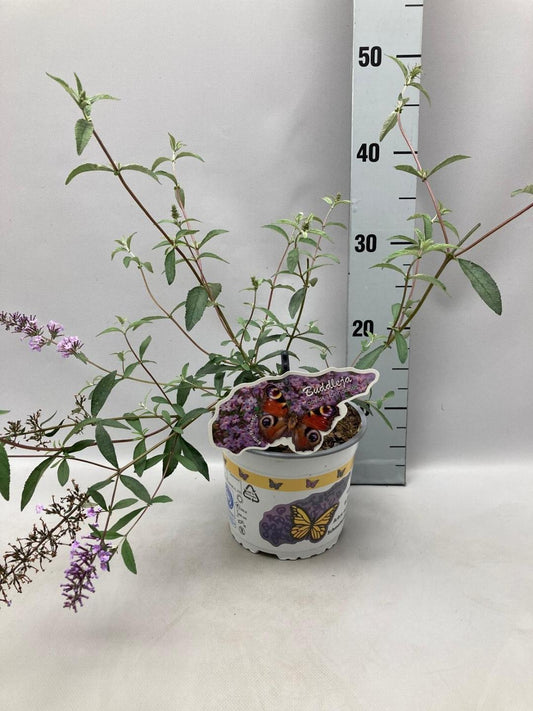 Lichtpaarse buddleia bloemen met oranje centra, groene bladeren en takken. Perfect voor tuinversiering en insectenattractie.