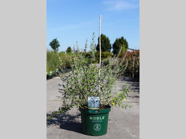 Buddleja Alternifolia - Vlinderstruik