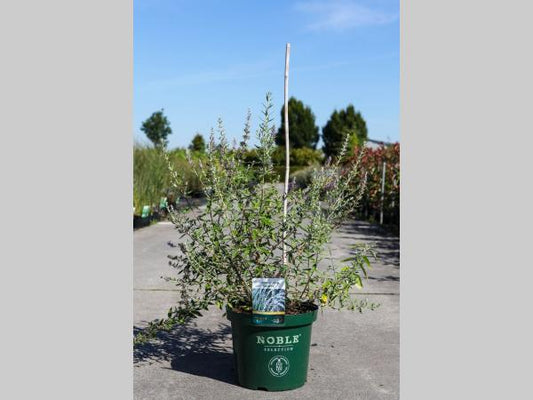 Lichtpaarse bloemen met rode centra op takken met groene bladeren. Natuurlijke tuinbloemen voor decoratieve tuinontwerp of als sierplant in een bloembed.