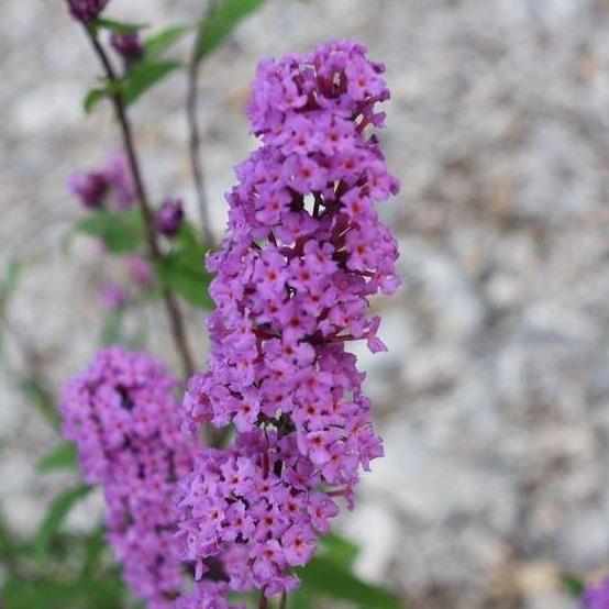Buddleja davidii 'Border Beauty' - Vlinderstruik