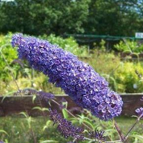 Buddleja davidii 'Nanho Blue' - Vlinderstruik