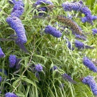 Buddleja davidii 'Nanho Blue' - Vlinderstruik