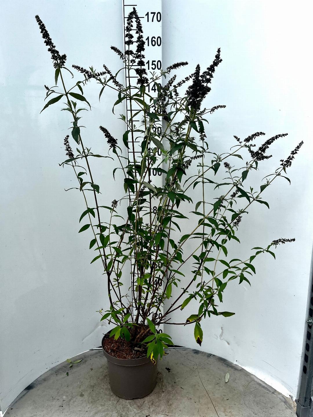 Buddleja davidii 'Black Knight' - Vlinderstruik