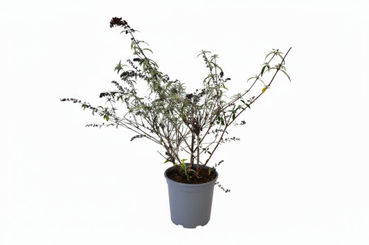 Een prachtige paarse bloeiwijze van een buddleja plant, met fijne bloemtrossen en groene bladeren, perfect voor tuinversiering en insectenattractie in een tuin of op een balkon.