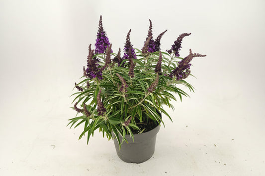 Violette buddleia bloemen met donkergroene bladeren bloeien krachtig langs een stenen pad, omringd door roze bloemen en groene struiken – perfect voor tuinversiering en insectenattractie.