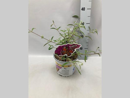 Buddleja davidii 'Nanho Purple' - Vlinderstruik