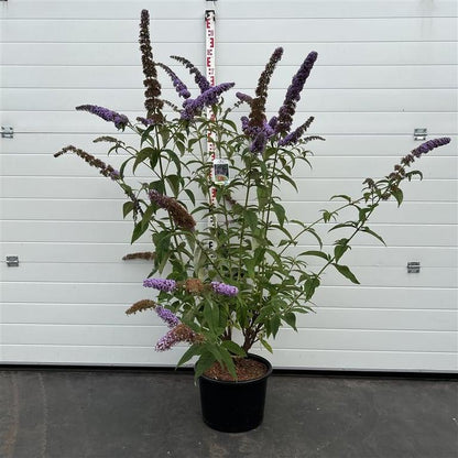 Buddleja davidii 'Orchid Beauty' - Vlinderstruik