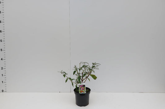 Een prachtige, volle paarse bloemtak van een buddleja, omringd door groene bladeren. Perfect voor tuinieren en decoratieve tuinbloemen in zonnige plekken.