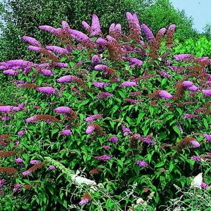 Buddleja davidii 'Nanho Purple' - Vlinderstruik