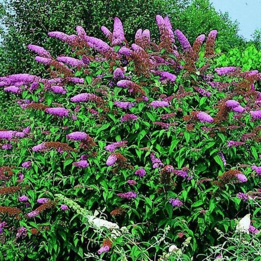 Buddleja davidii 'Nanho Purple' - Vlinderstruik