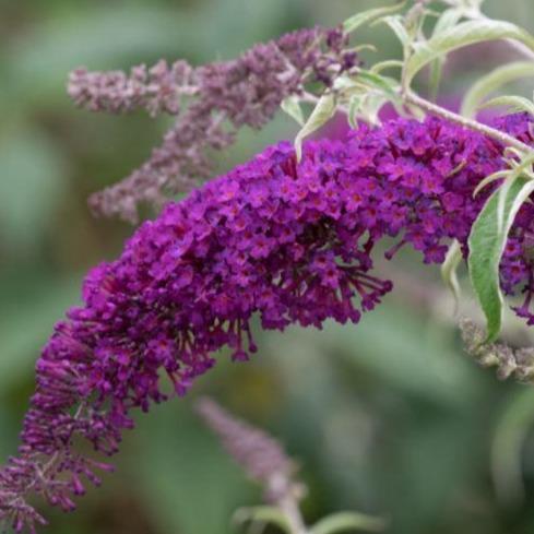 Buddleja davidii 'Nanho Purple' - Vlinderstruik
