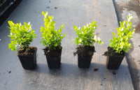 Buxus semp. Suffruticosa - Dwergbuxus