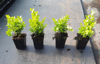 Buxus semp. Suffruticosa - Dwergbuxus