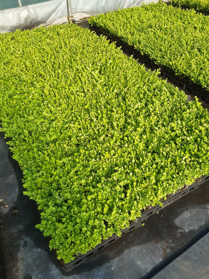 Buxus semp. Suffruticosa - Dwergbuxus