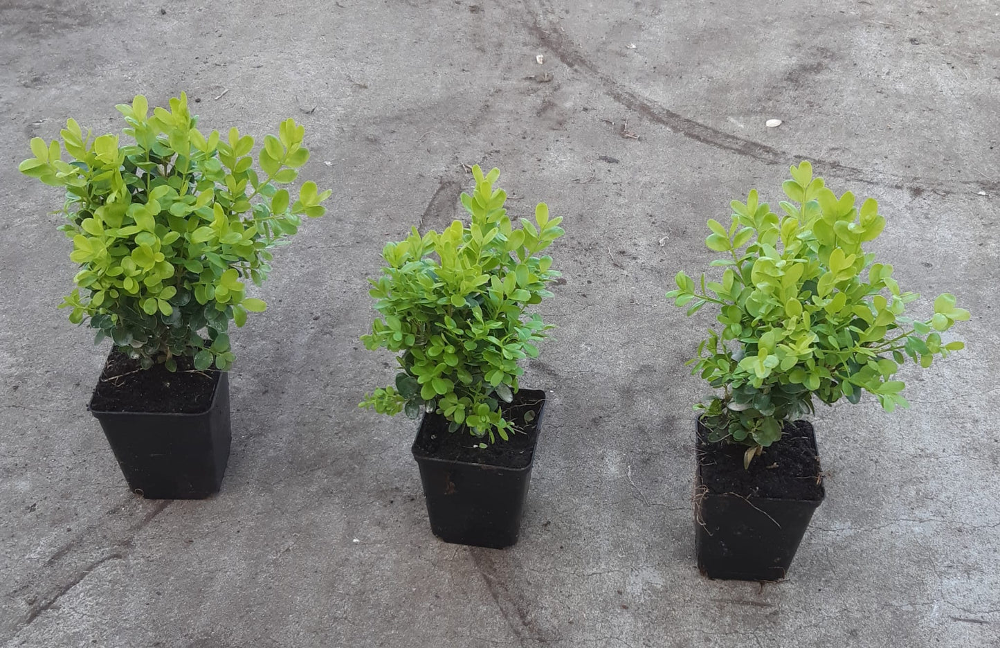 Buxus semp. Suffruticosa - Dwergbuxus