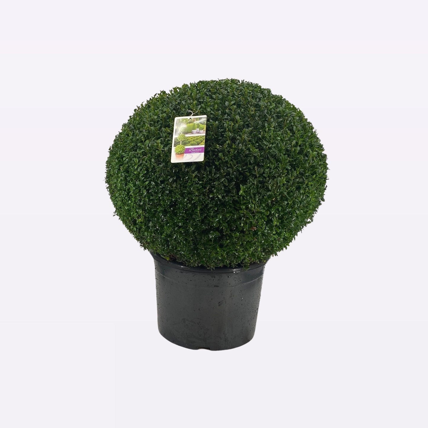 Buxus Sempervirens Bol