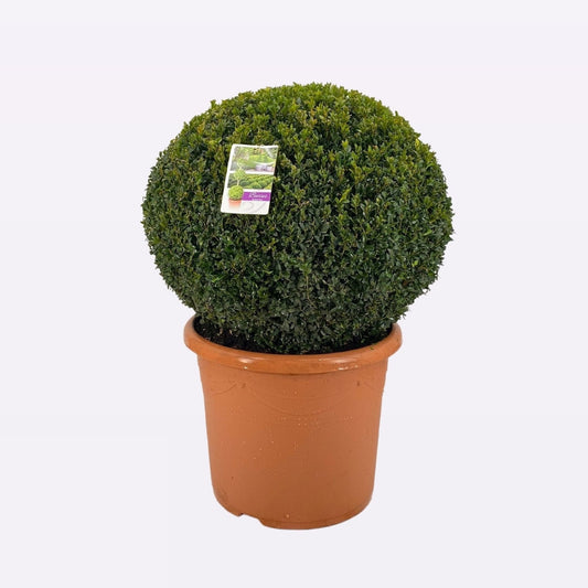 Buxus Sempervirens Bol