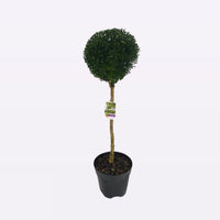 Buxus Sempervirens Bol op Stam
