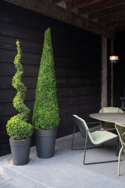 Buxus Sempervirens Spiraal
