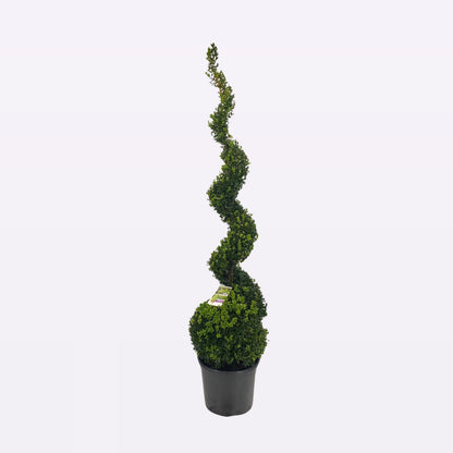 Buxus Sempervirens Spiraal