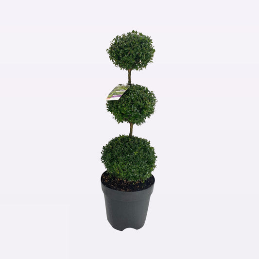 Buxus Sempervirens Triobol