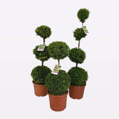 Buxus Sempervirens Quatrobol