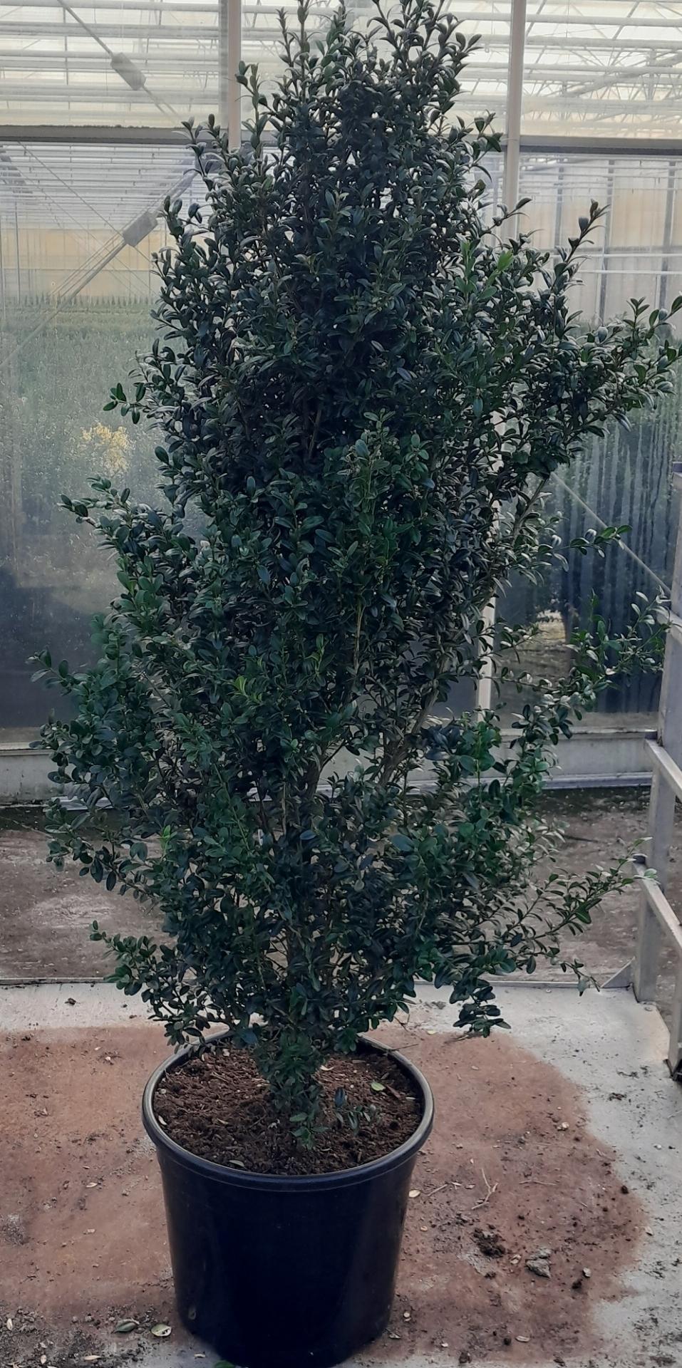 Buxus sempervirens - Buxushaag in pot