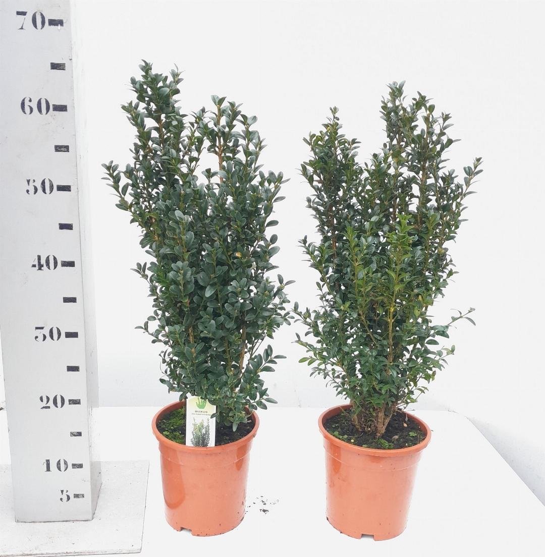 Buxus sempervirens - Buxushaag in pot