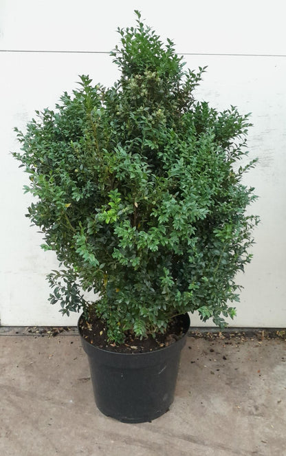 Buxus sempervirens - Buxushaag in pot