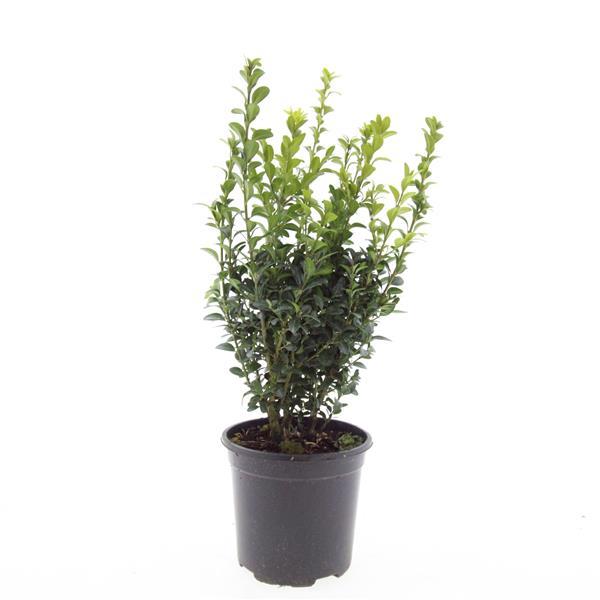 Buxus sempervirens - Buxushaag in pot