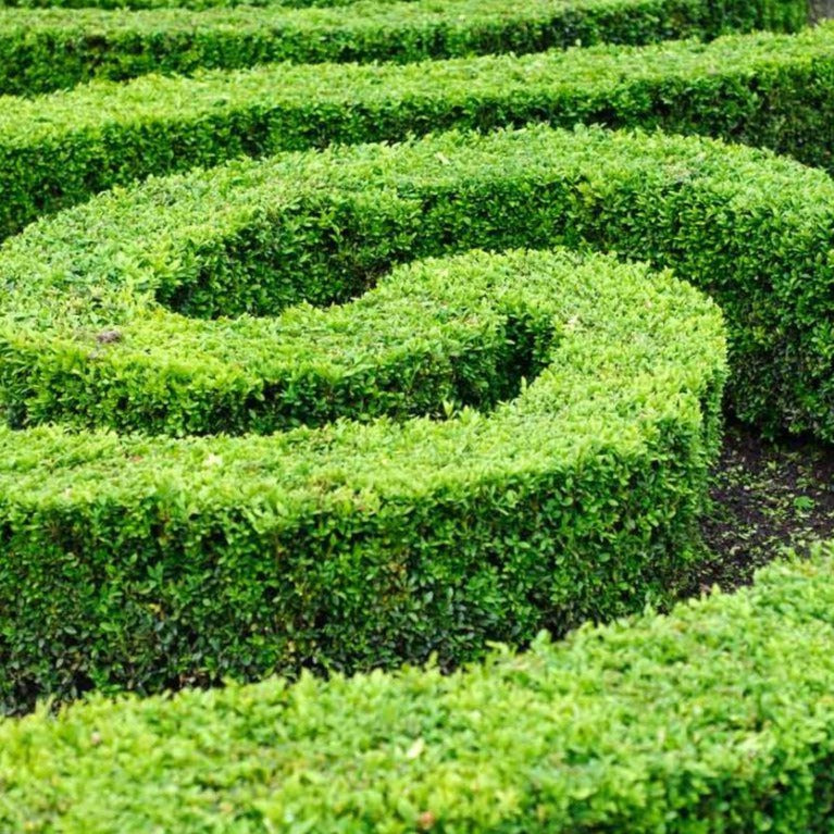 Buxus sempervirens - Buxushaag in pot