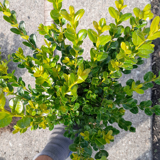 Buxus microphylla 'Faulkner' - Sterke buxushaag blote wortel
