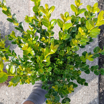 Buxus microphylla 'Faulkner'- Sterke buxushaag in pot