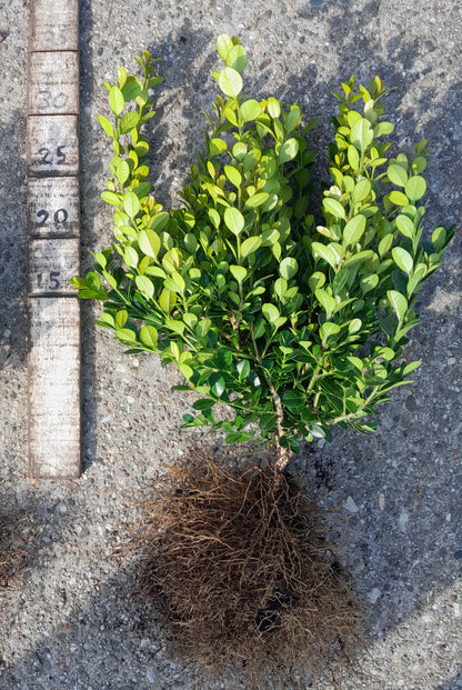 Buxus microphylla 'Faulkner' - Sterke buxushaag blote wortel