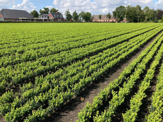 Buxus sempervirens - Buxushaag blote wortel