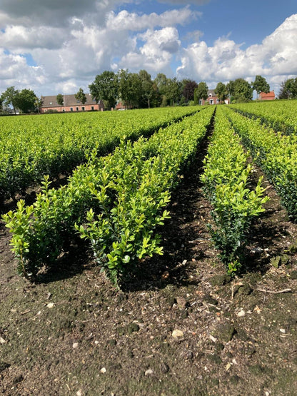 Buxus sempervirens - Buxushaag blote wortel
