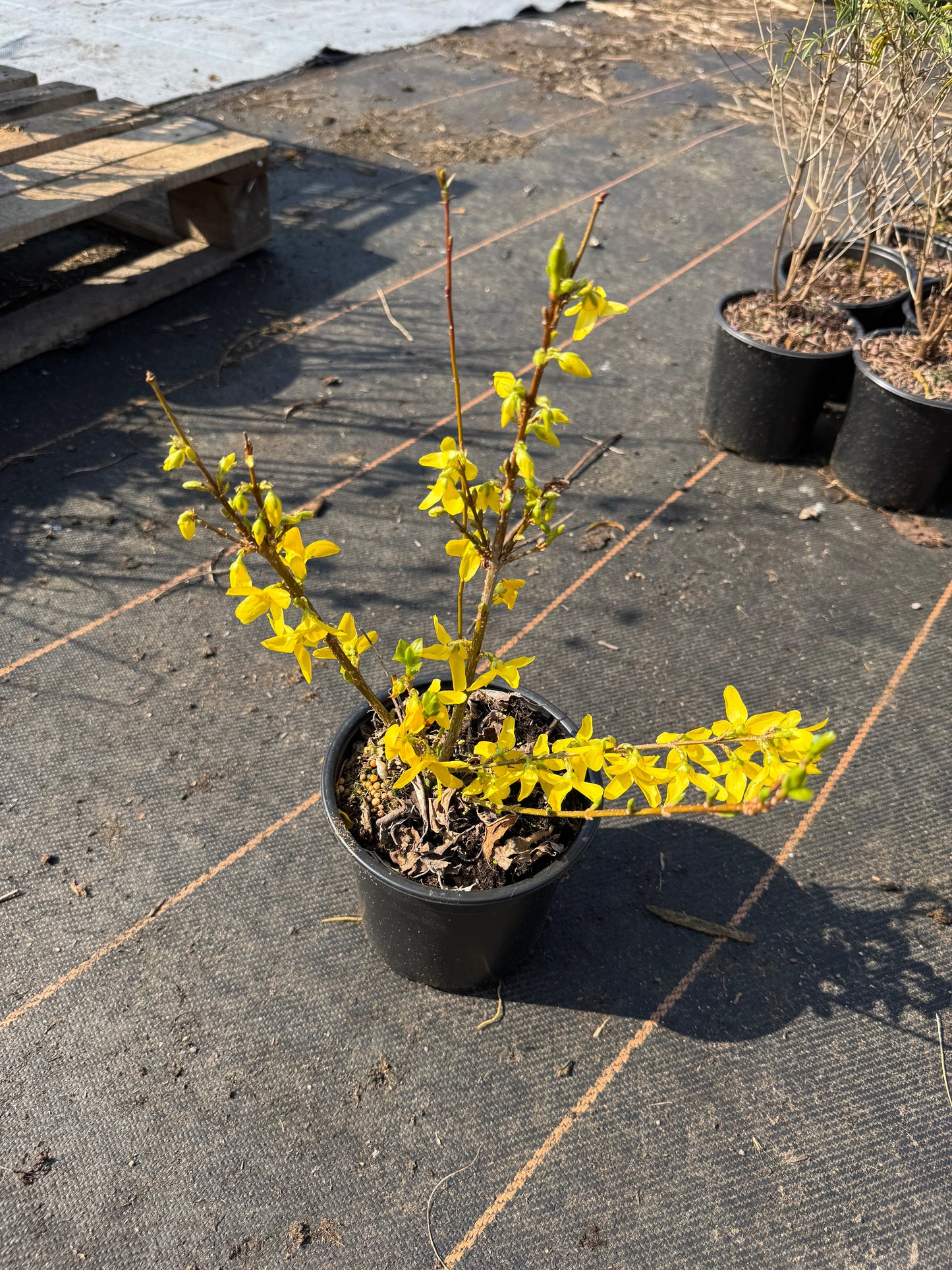 Forsythia intermedia ´Week-End´ - Chinees klokje