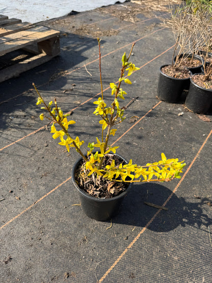 Forsythia intermedia ´Week-End´ - Chinees klokje