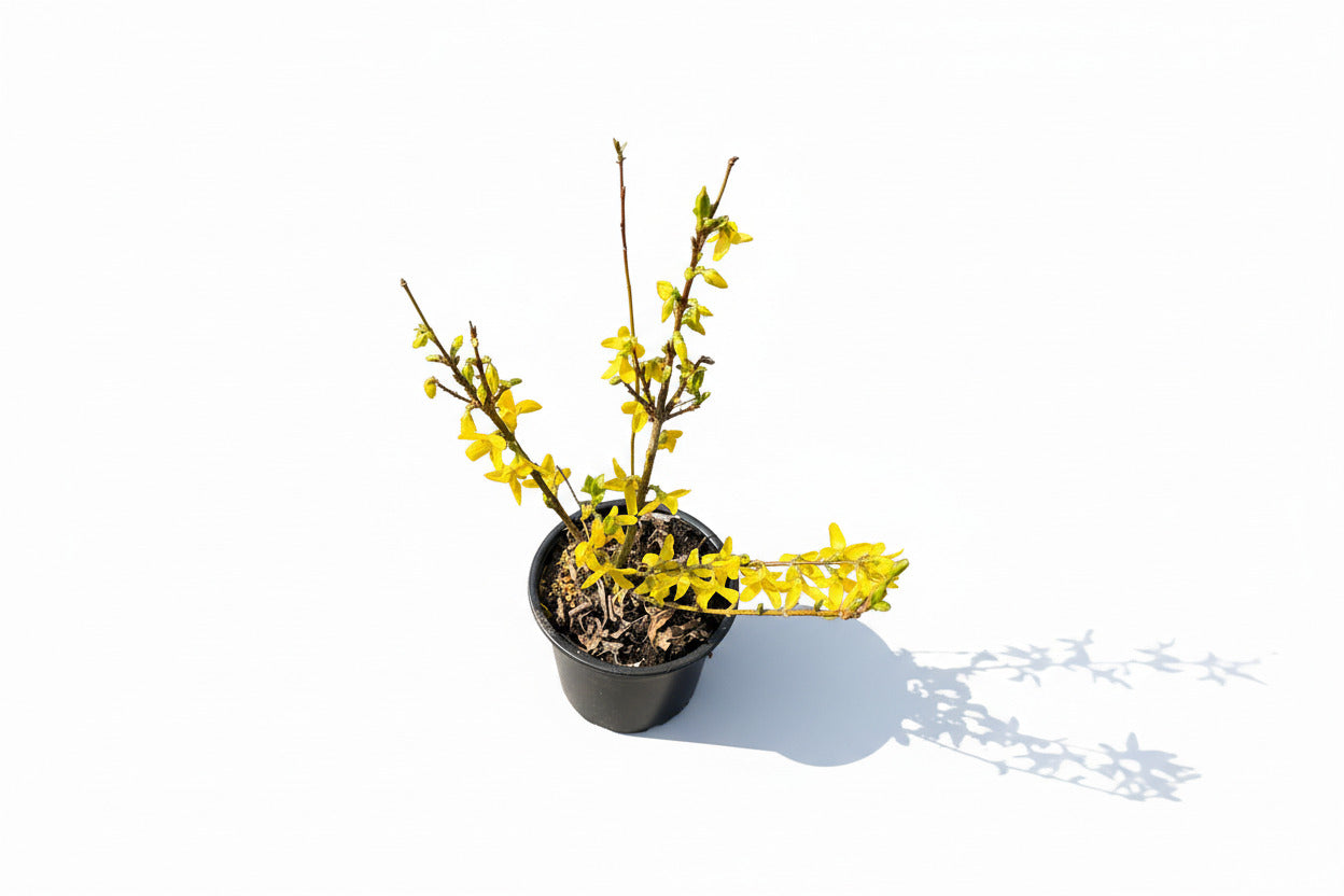 Forsythia intermedia ´Week-End´ - Chinees klokje