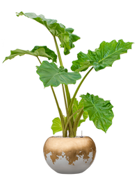 Alocasia 'Portodora' in Baq Luxe Lite Glossy Pot - Kant & Klaar