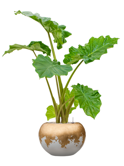 Alocasia 'Portodora' in Baq Luxe Lite Glossy Pot - Kant & Klaar