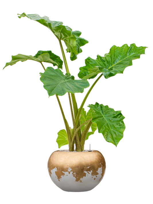 Alocasia 'Portodora' in Baq Luxe Lite Glossy Pot - Kant & Klaar