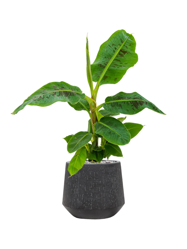 Musa 'Dwarf Cavendish' in Baq Raindrop pot Zwart - Bananenplant Kant & Klaar