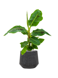 Musa 'Dwarf Cavendish' in Baq Raindrop pot Zwart - Bananenplant Kant & Klaar
