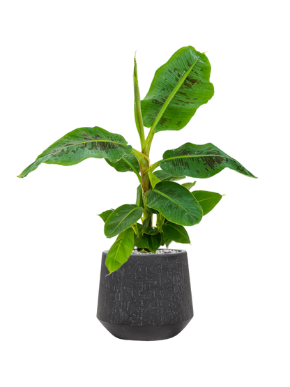 Musa 'Dwarf Cavendish' in Baq Raindrop pot Zwart - Bananenplant Kant & Klaar