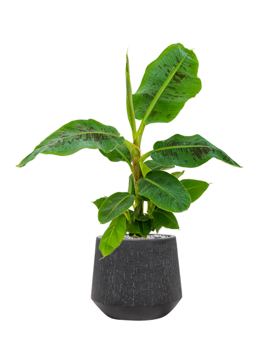 Musa 'Dwarf Cavendish' in Baq Raindrop pot Zwart - Bananenplant Kant & Klaar