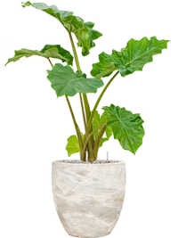 Alocasia 'Portodora' in Baq Algar Pot - Olifantsoor Kant & Klaar