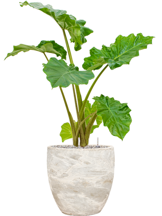 Alocasia 'Portodora' in Baq Algar Pot - Olifantsoor Kant & Klaar