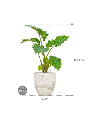 Alocasia 'Portodora' in Baq Algar Pot - Olifantsoor Kant & Klaar