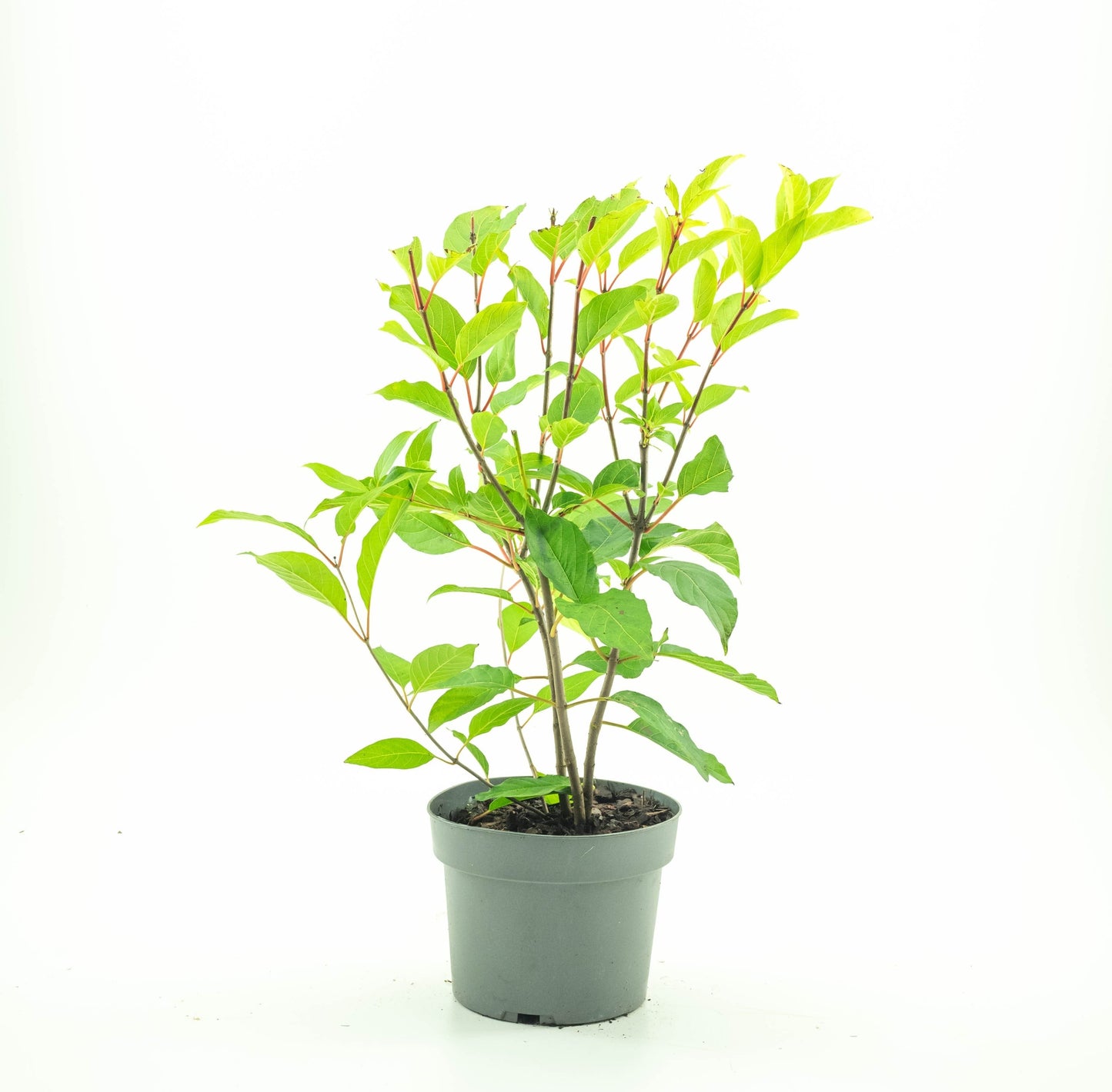 Cephalanthus 'Magical Moonlight' - Kogelbloem